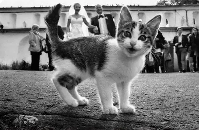 funny cat photobombs married couple