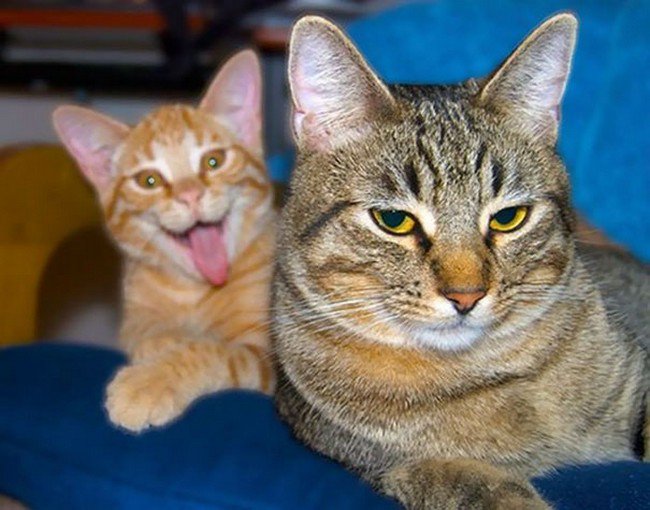 funny cat photobombs pair cats tongue