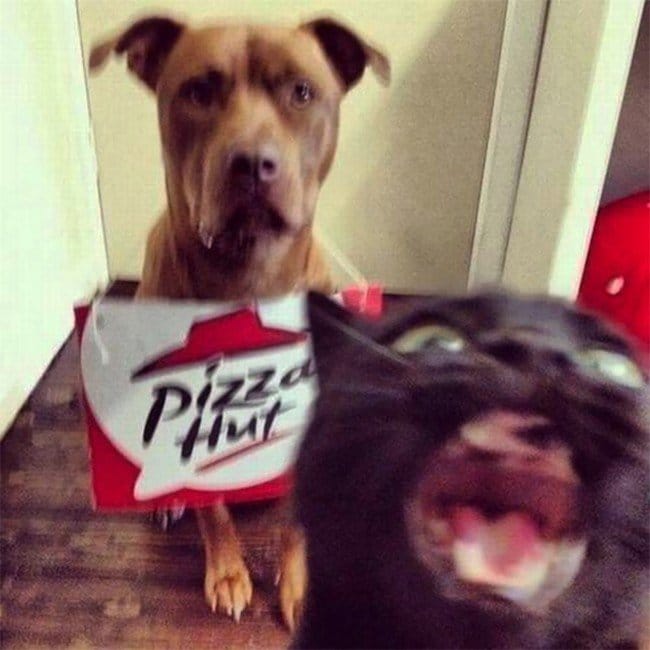 funny cat photobombs pizza dog