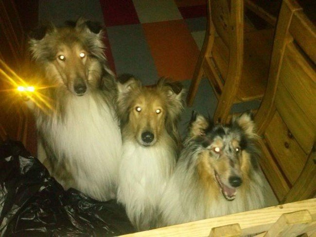 funny cat photobombs trio dogs