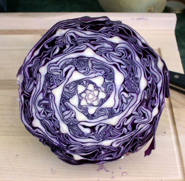 geometry of a cabbage
