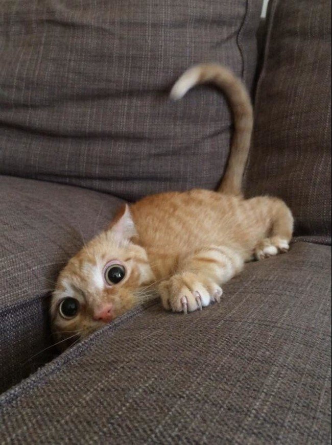 hilarious cat fails cat eyes sofa