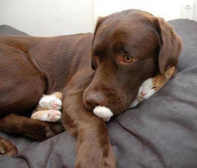 hilarious cat fails dog on cat