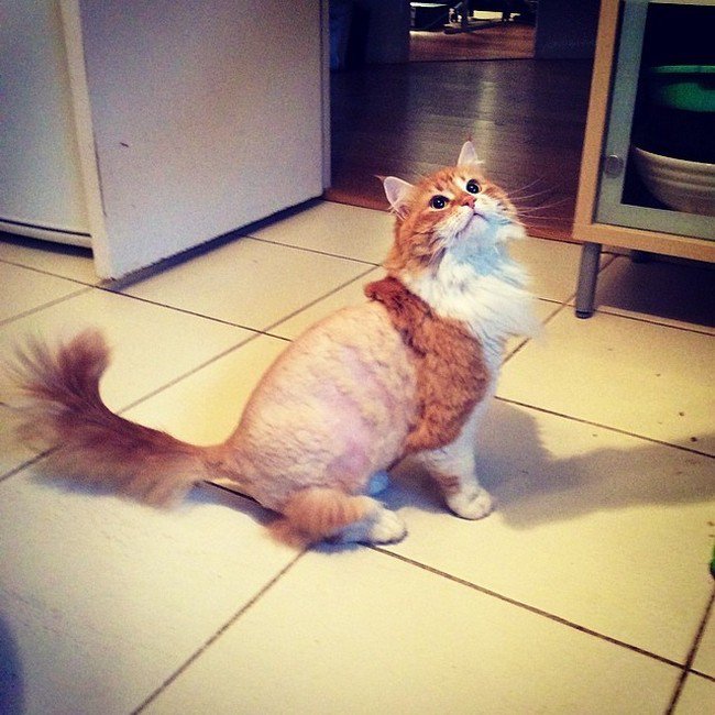 hilarious cat fails half shaved cat