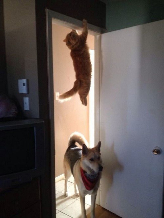 hilarious cat fails hanging over dog doorway