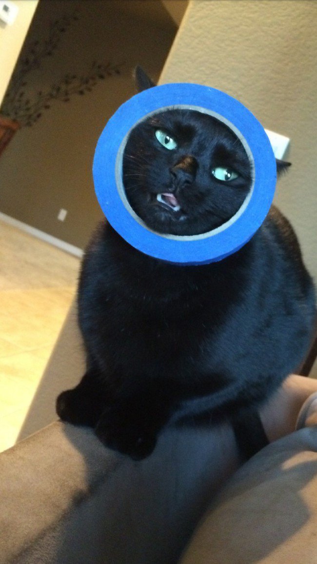 hilarious cat fails head stuck ring
