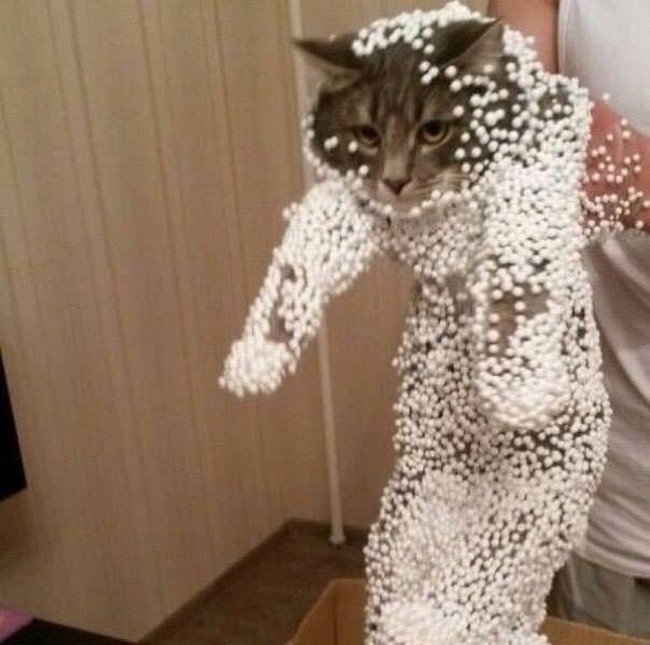 hilarious cat fails polystyrene balls