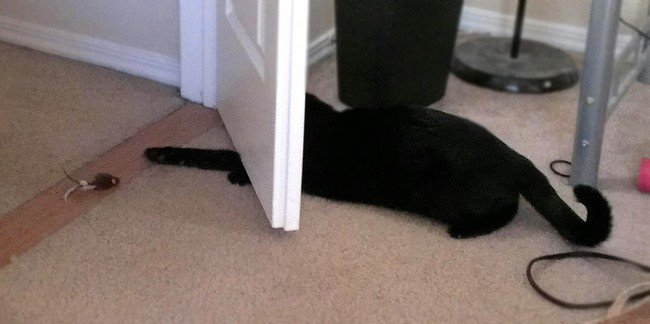 hilarious cat fails reaching door toy