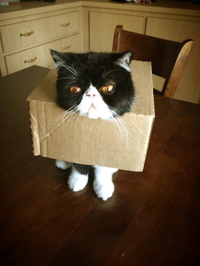 hilarious cat fails stuck box
