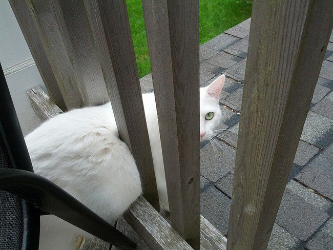 hilarious cat fails stuck fence