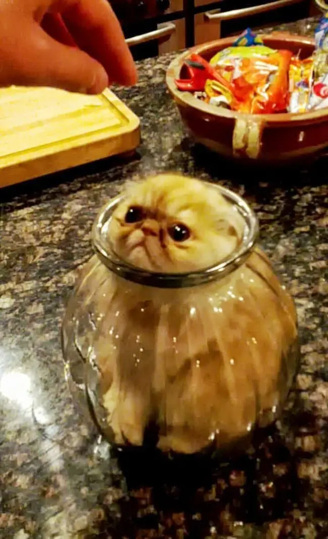 hilarious cat fails stuck glass jar