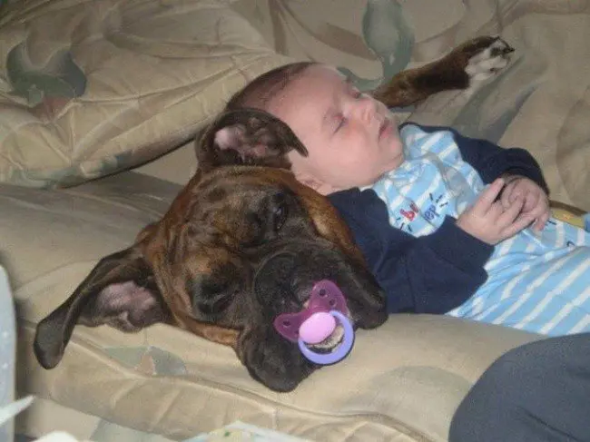 kids sleeping weird places dog pacifier