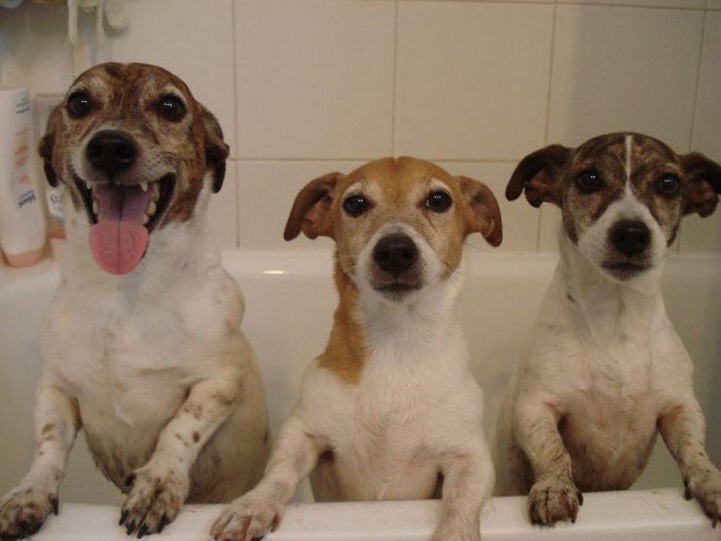 life with dogs bath trio