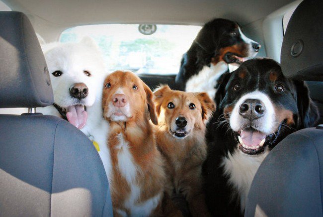 life with dogs five car