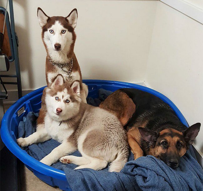 life with dogs huskies bed