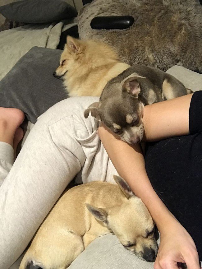 life with dogs snuggling owner