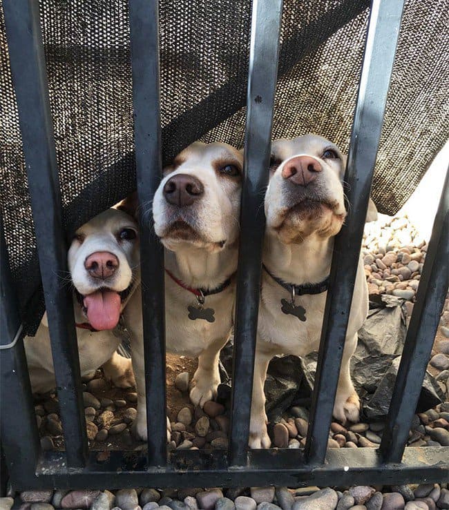 life with dogs trio gate