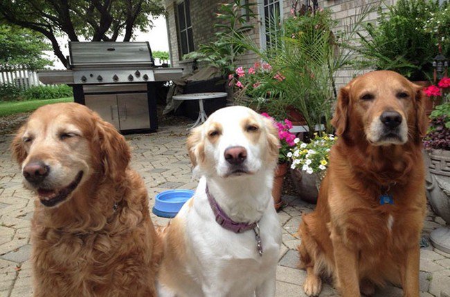 life with dogs trio stoned looking