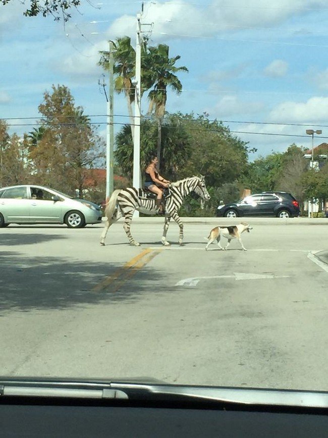 people who dont care woman on zebra