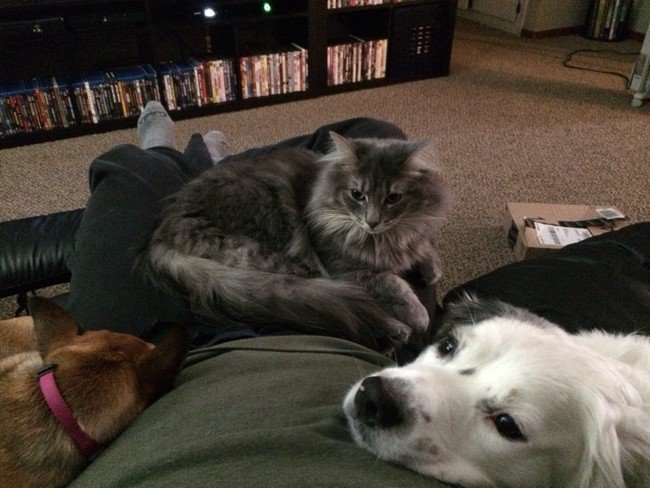 pets night in cat dogs resting