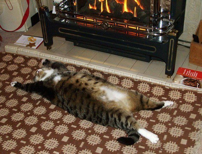 pets night in cat sprawled fire