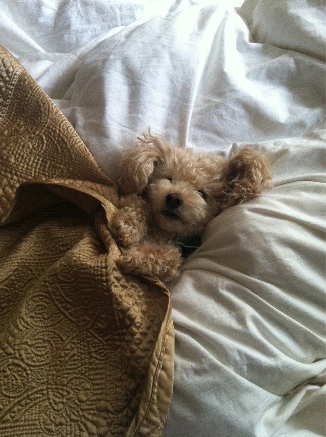 pets night in dog bed blanket