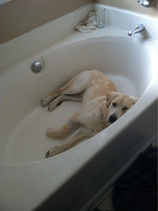 pets night in dog laying bath