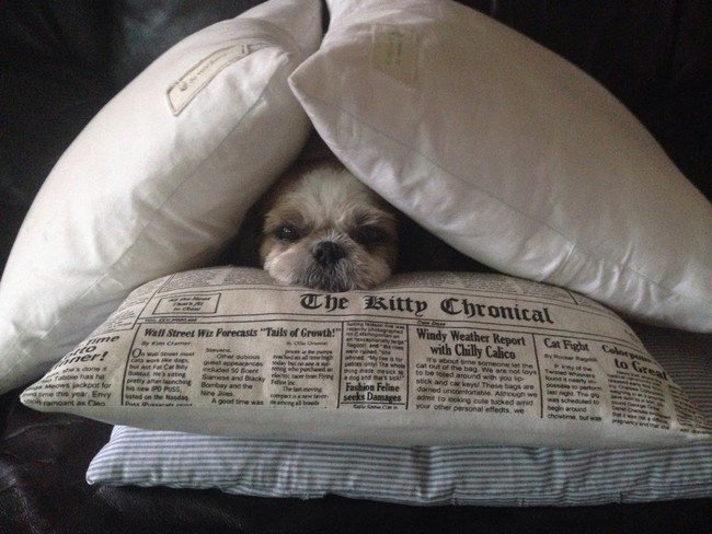 pets night in dog pillows