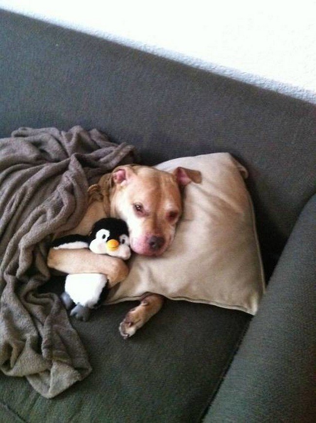 pets night in dog snuggle penguin