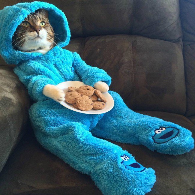 pets night in onesie cookie monster cat