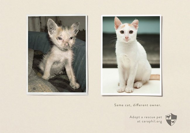 powerful advertising same cat different owner