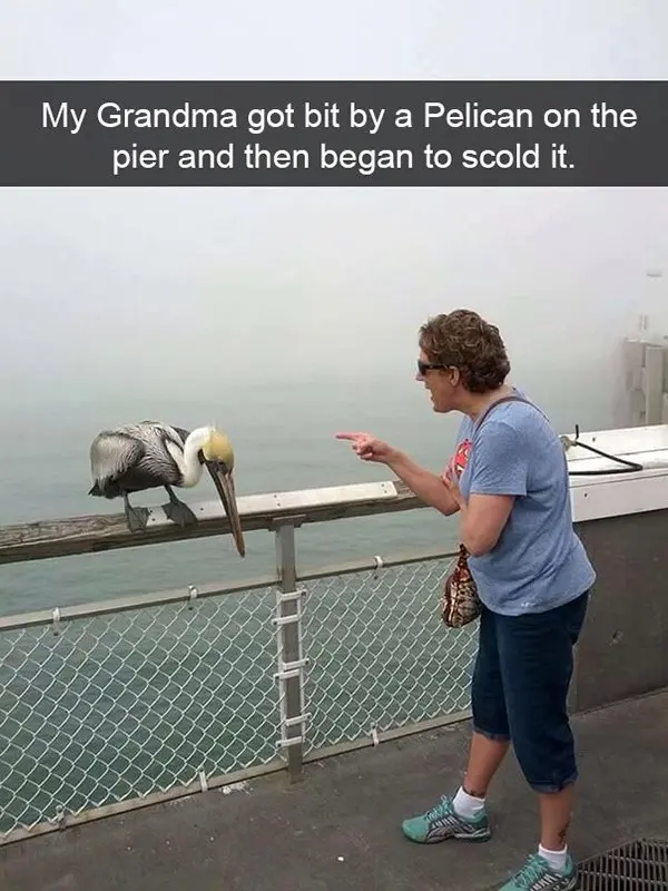 snapchat fails grandma pelican