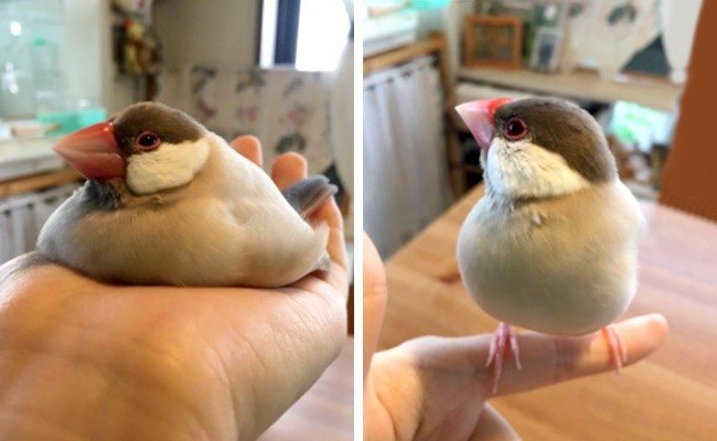 squished animals bird