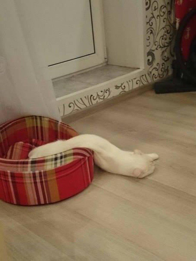 squished animals cat floor