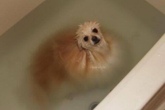 squished animals dog bath
