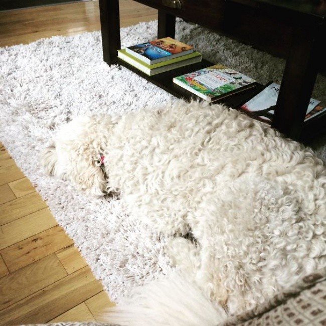 squished animals dog blending rug