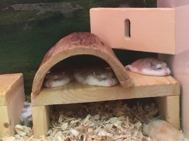 squished animals hamsters
