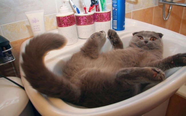 useful pet tips cat sink