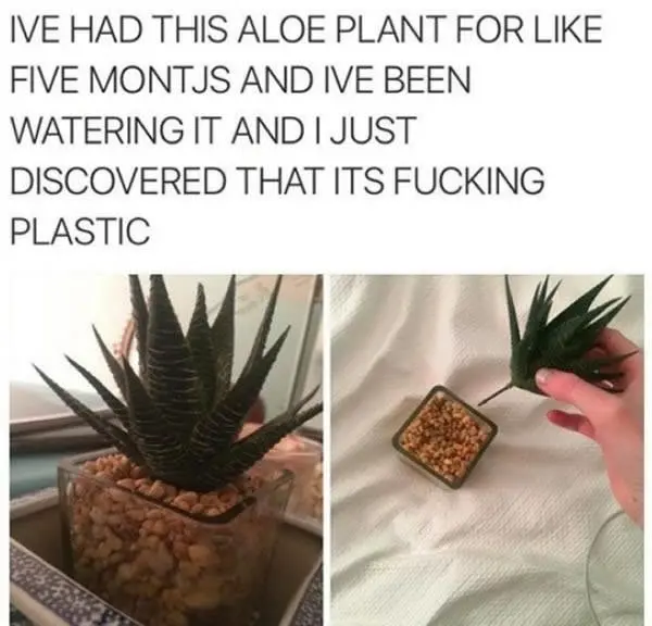 watering-fake-plant