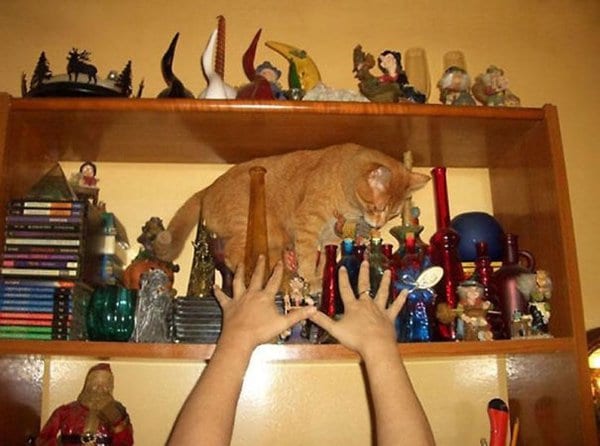 cat about to knock stuff off of shelf