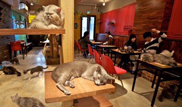 cat cafes