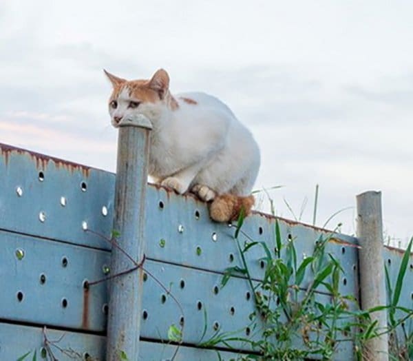 cat mouth round pole