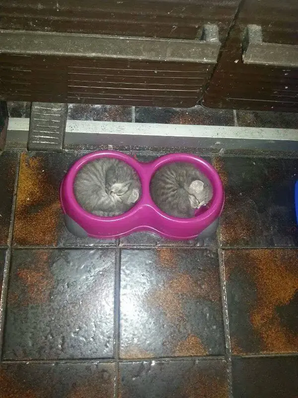 cats curled in bowls