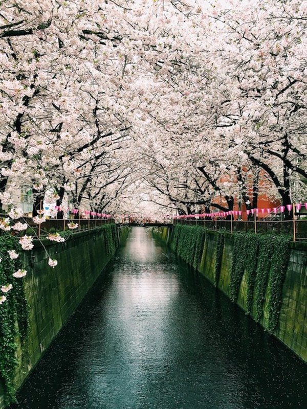 cherry blossom and water