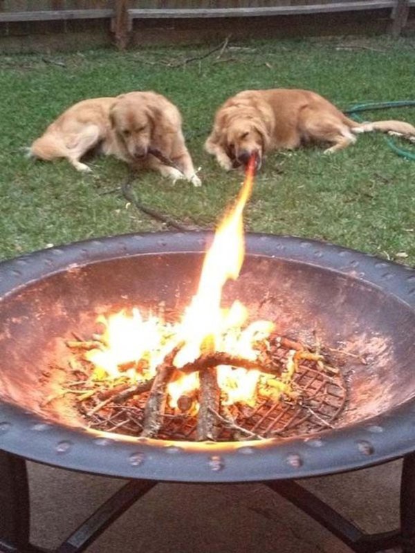 dog looks like breathing fire