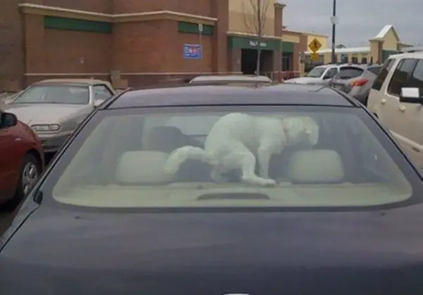 dog pooing in car