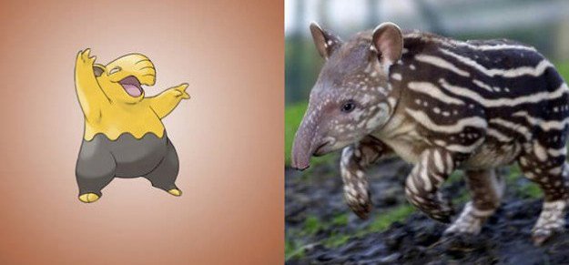 drowzee malayan tapir