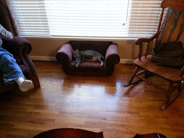 drunk purchases cat couch