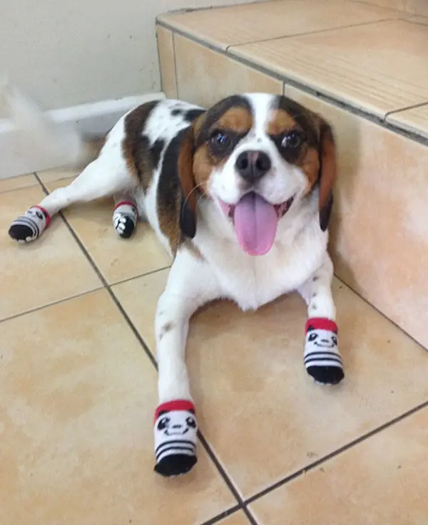 drunk purchases dog socks