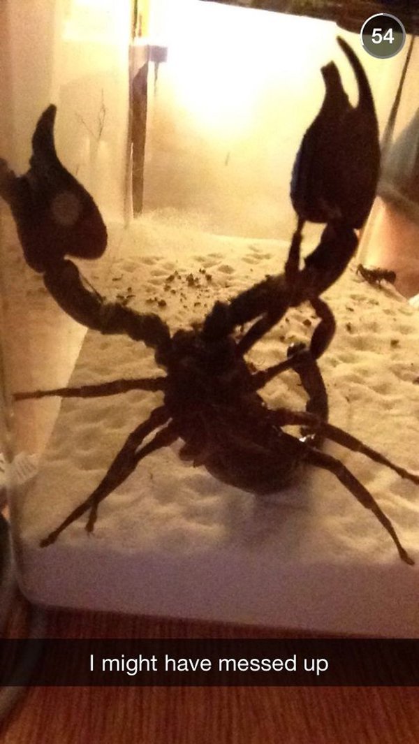 drunk purchases scorpion